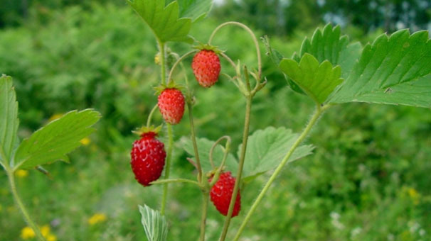 Как размножить сорт земляники, если у него нет усов (Ремонтантная земляника)? Как размножить сорт земляники, если у него нет усов (Ремонтантная земляника)?