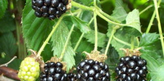 Что за растение ежевика?