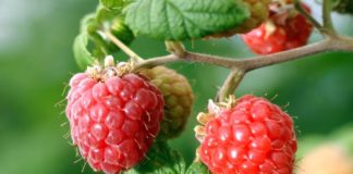 Когда лучше обрезать побеги малины — весной или осенью?