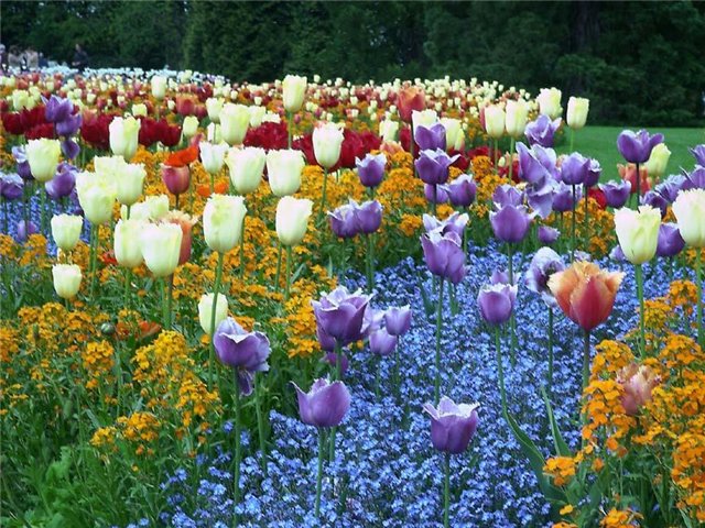 Не сажайте вместе! Не сажайте вместе!