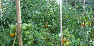 Выращивание томатов