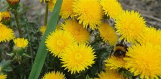 Вино из одуванчиков