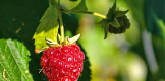 Красивое расположение малины на участке