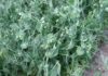Выращивание гороха