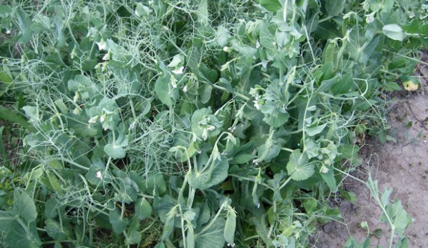 Выращивание гороха Выращивание гороха