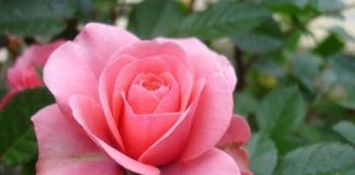 Роза — кустарник или лиана?