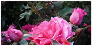 Розы группы флорибунда