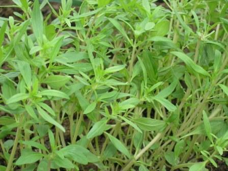 Выращивание чабера Выращивание чабера