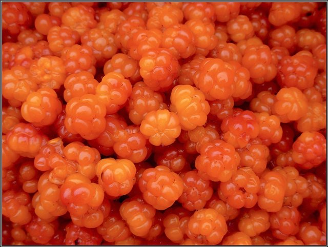 Посадка морошки Посадка морошки