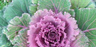 Что такое «растение длинного дня»?