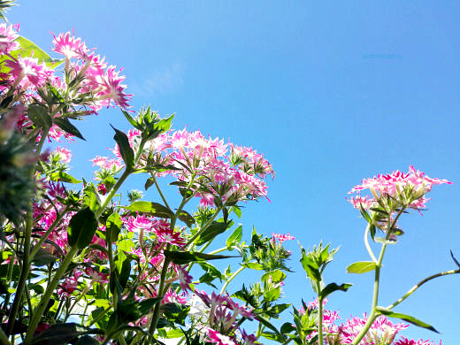 Цветы на фоне неба и облаков (фото) Цветы на фоне неба и облаков (фото)