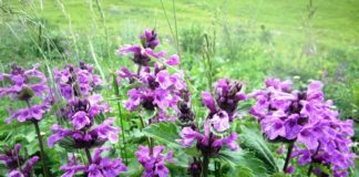 Приготовление сиропов из чабреца и мяты