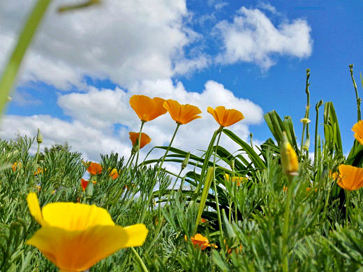 Цветы на фоне неба и облаков (фото) Цветы на фоне неба и облаков (фото)