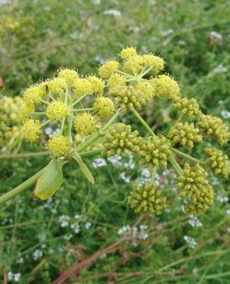 Какую часть любистока употребляют в пищу: корни, листья или семена?