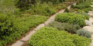 Цветник из пряных растений