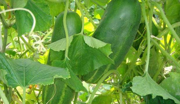 Выращивание огурцов Выращивание огурцов