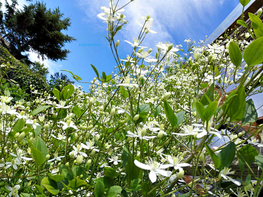 Цветы на фоне неба и облаков (фото) Цветы на фоне неба и облаков (фото)