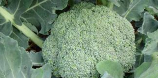 Выращивание брокколи