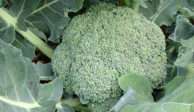 Выращивание брокколи Выращивание брокколи