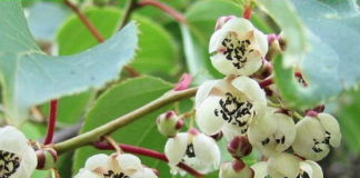 Как проще всего размножить актинидию?