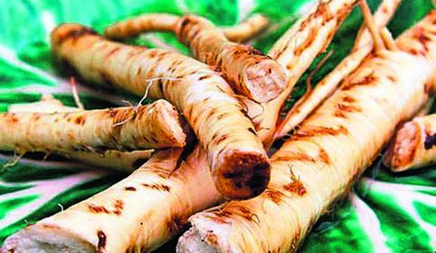 Выращивание хрена Выращивание хрена