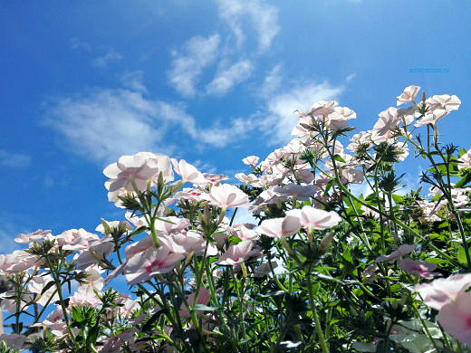 Цветы на фоне неба и облаков (фото) Цветы на фоне неба и облаков (фото)