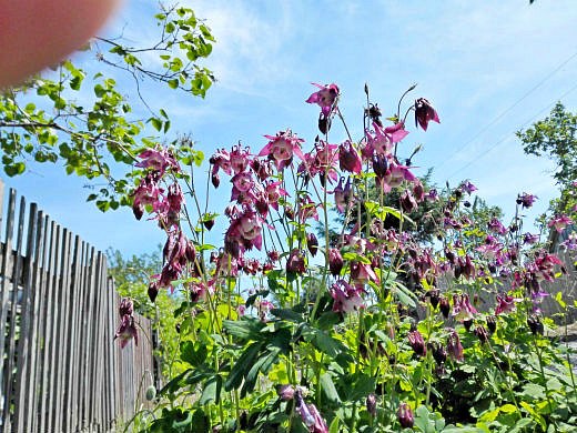 Цветы на фоне неба и облаков (фото) Цветы на фоне неба и облаков (фото)