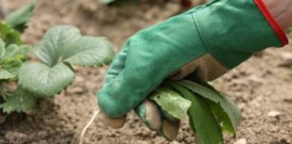 Огород без сорняков