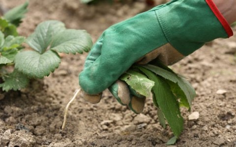 Огород без сорняков Огород без сорняков