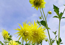 Цветы на фоне неба и облаков (фото)