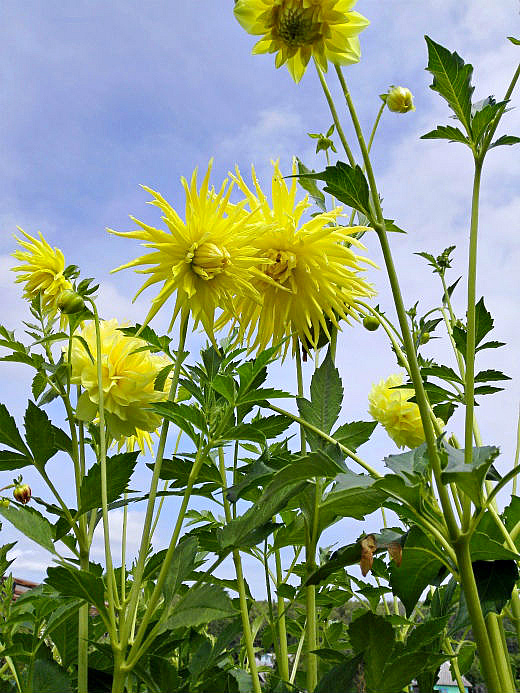Цветы на фоне неба и облаков (фото) Цветы на фоне неба и облаков (фото)