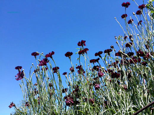 Цветы на фоне неба и облаков (фото) Цветы на фоне неба и облаков (фото)