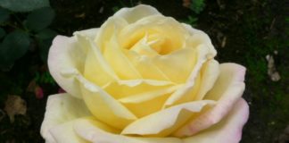 Самая красивая роза