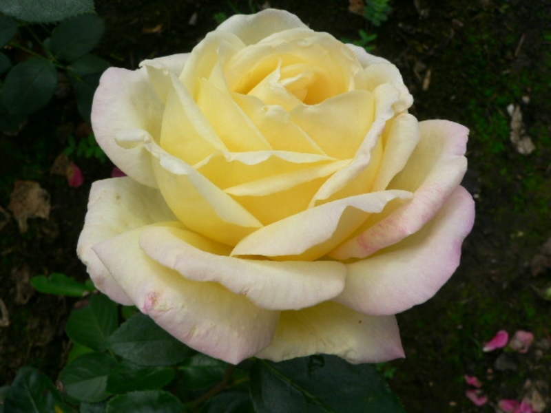 Самая красивая роза Самая красивая роза