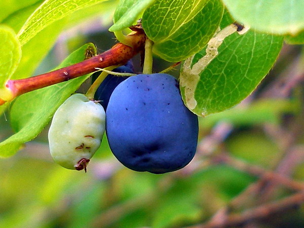 Когда сеять жимолость Когда сеять жимолость