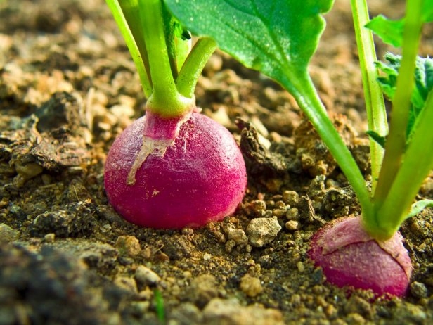 Компания для руты Компания для руты