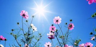 Каждому цветку, своя сторона света