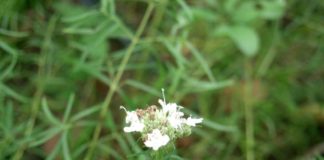 Как сохранить аромат эстрагона