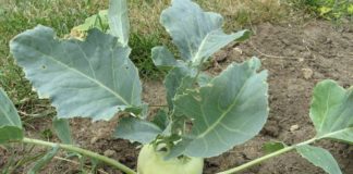 Выращивание кольраби
