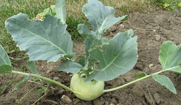 Выращивание кольраби Выращивание кольраби