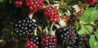 Какие удобрения необходимы ежевике?