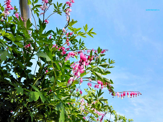 Цветы на фоне неба и облаков (фото) Цветы на фоне неба и облаков (фото)