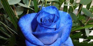 Мульчирование роз?