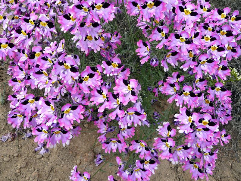 Морозостойкие цветы Морозостойкие цветы