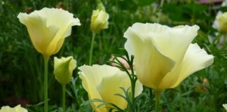 Не растет эшшольция