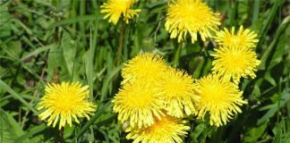 Какими полезными свойствами обладает одуванчик?