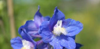 Особенности высаживания дельфиниума