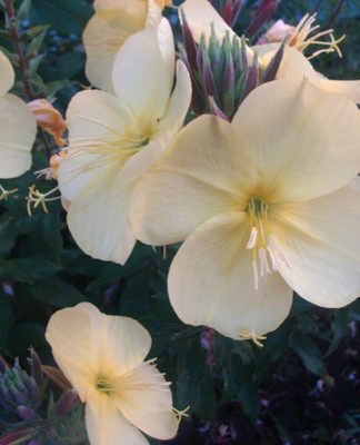 Выращивание лунника