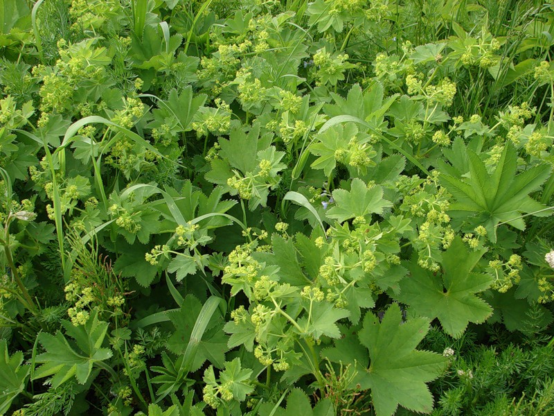 Соседство с манжеткой Соседство с манжеткой