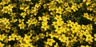 Особенности выращивания череды ферулолистной